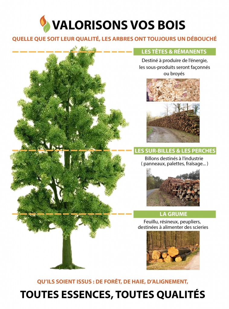 BNE SCHEMA ARBRE